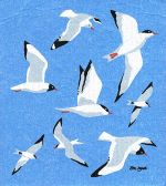 Dishcloth, gulls